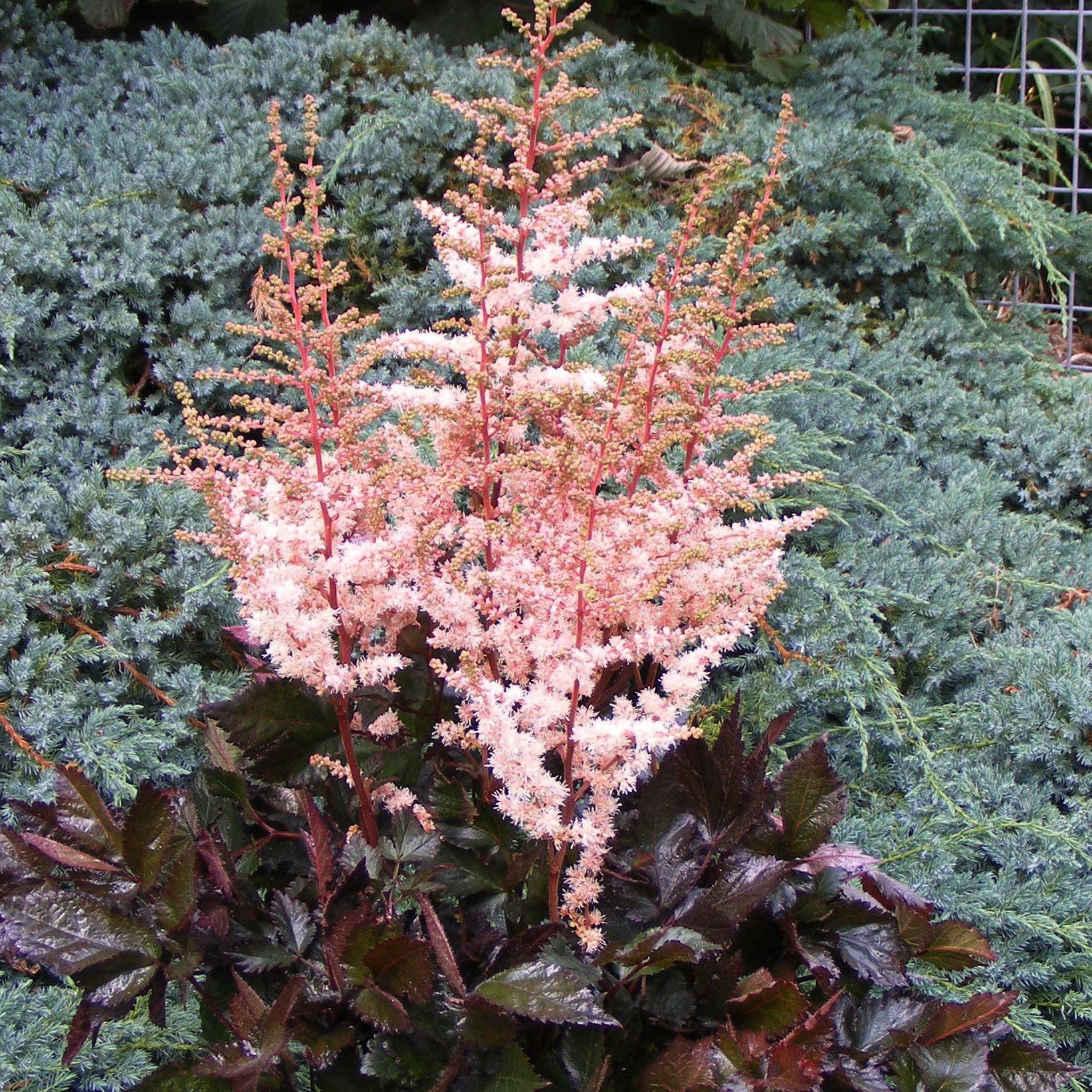 Prachtspiere Spotlight - Astilbe spotlight - Gartenpflanzen