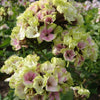 Flammenblume anisgrün und violettrosa - Phlox paniculata sherbet blend® - Gartenpflanzen