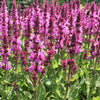 Salbei hellrosa - Salvia nemorosa sensation pink - Sträucher und Stauden