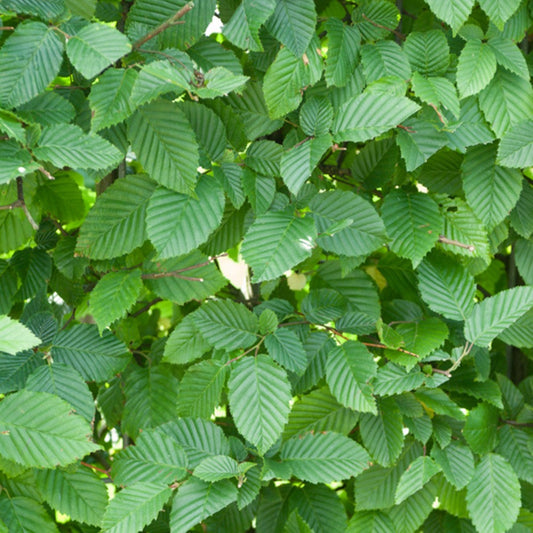 Hainbuche - Carpinus betulus - Sträucher und Stauden