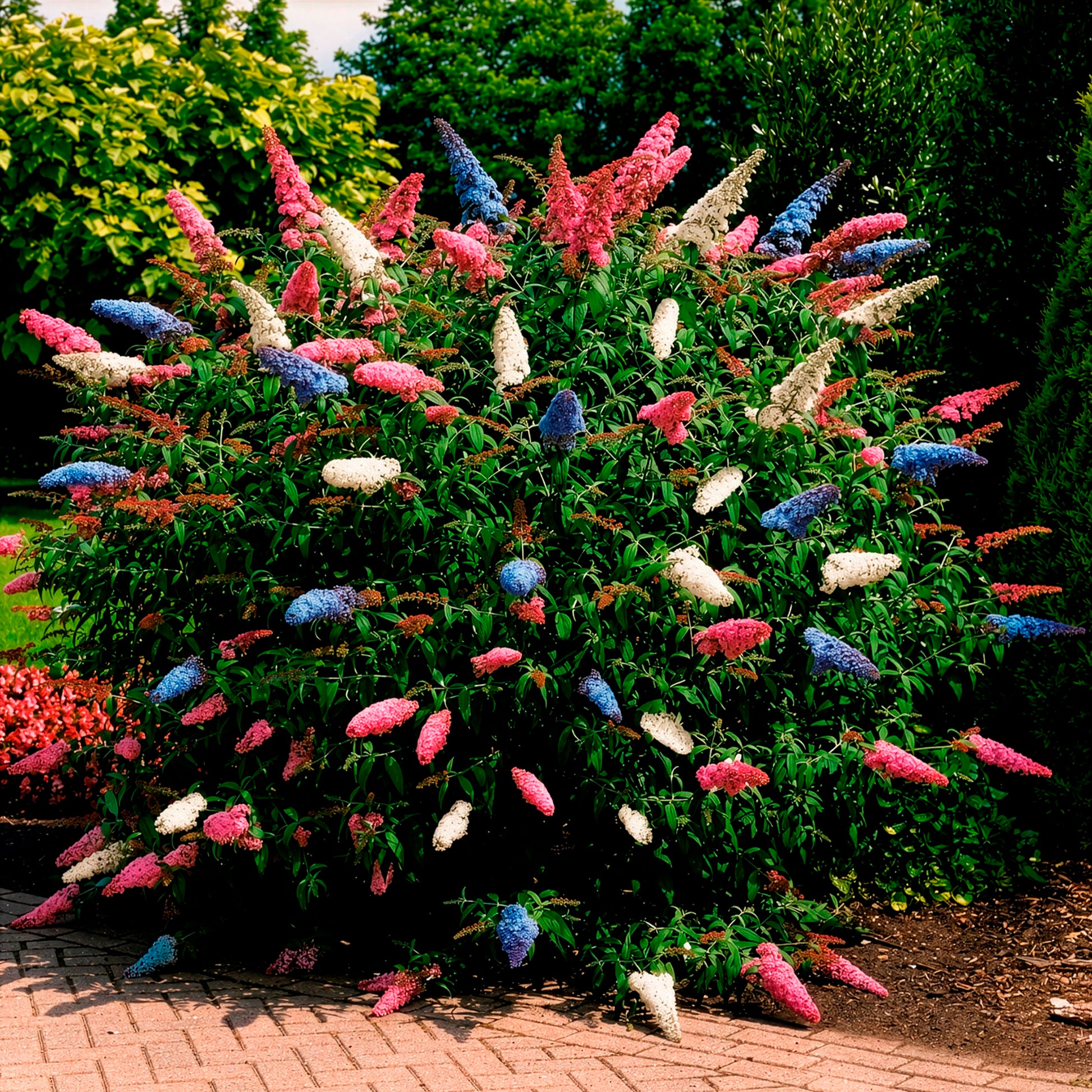 Buddleja davidii empire blue, pinkdelight, white - Schmetterlingsflieder 'Tricolor' - Schmetterlingsstrauch - Buddleja