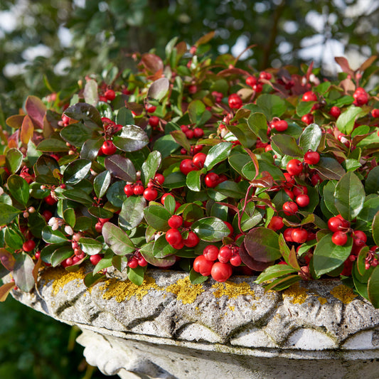 Gaultheria procumbens 'Big Berry' - Gaultheria procumbens big berry - Sträucher