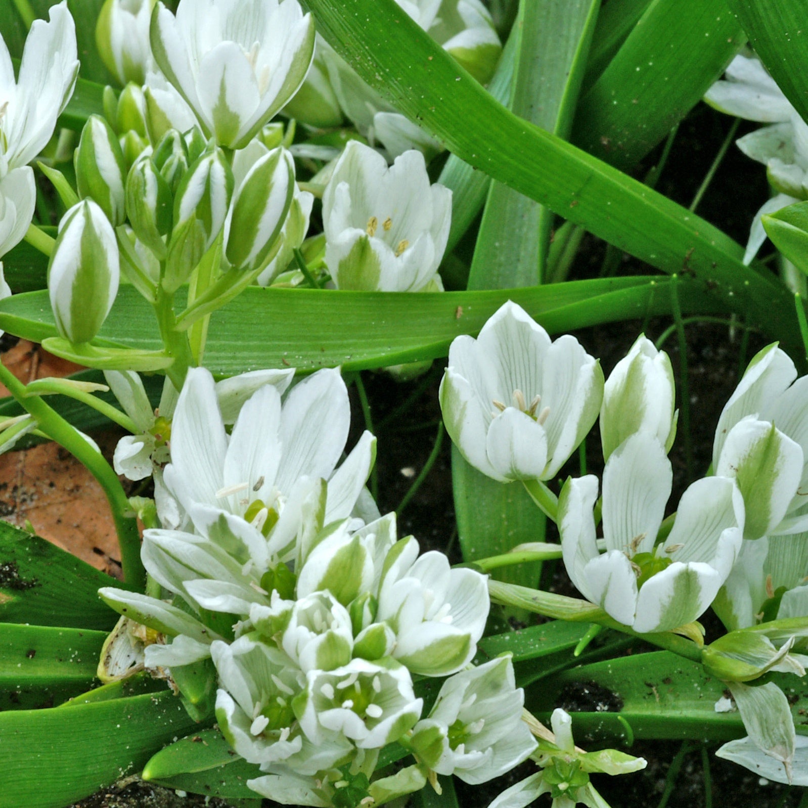 Milchstern (x20) - Ornithogalum balansae - Blumenzwiebeln