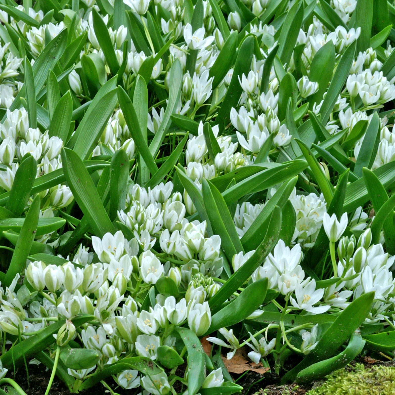 Milchstern (x20) - Ornithogalum balansae - Blumenzwiebeln Frühlingsblüher