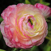 Ranunkel Picotee Pink (x12) - Ranunculus picotee pink - Blumenzwiebeln Frühlingsblüher