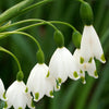 Sommer-knotenblume (x8) - Leucojum aestivum - Blumenzwiebeln Frühlingsblüher