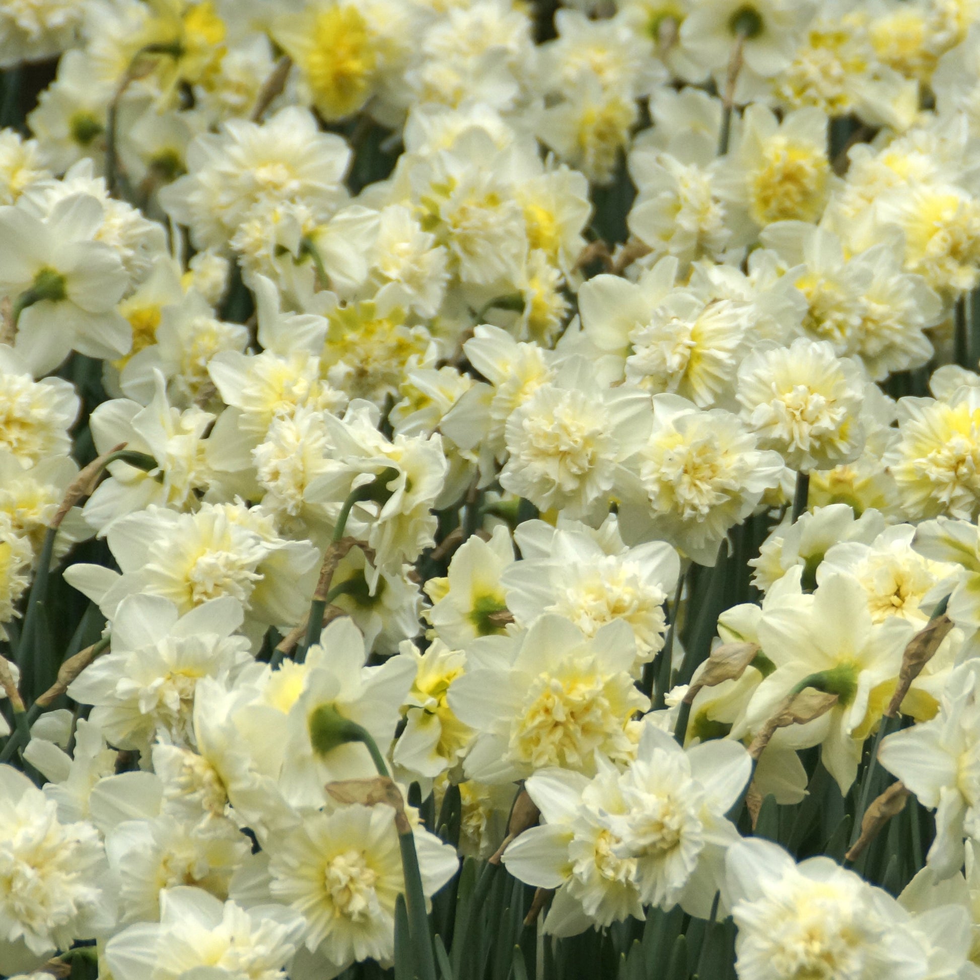 Narzisse Ice King (x5) - Narcissus ice king - Blumenzwiebeln Frühlingsblüher