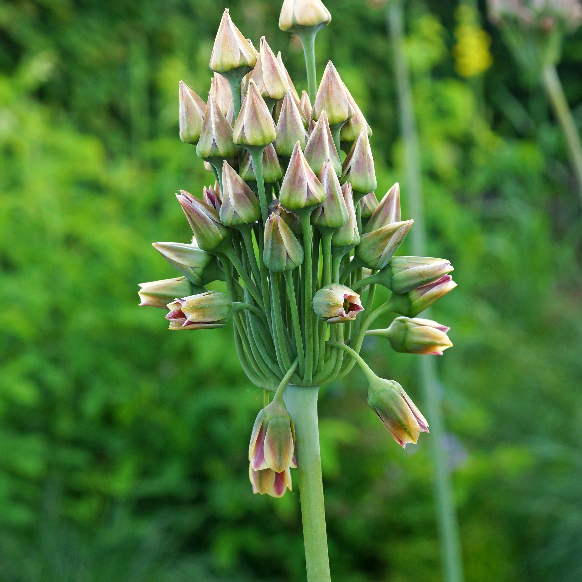 Allium-Zwiebeln - Bulgarischer Lauch (x15) - Allium bulgaricum