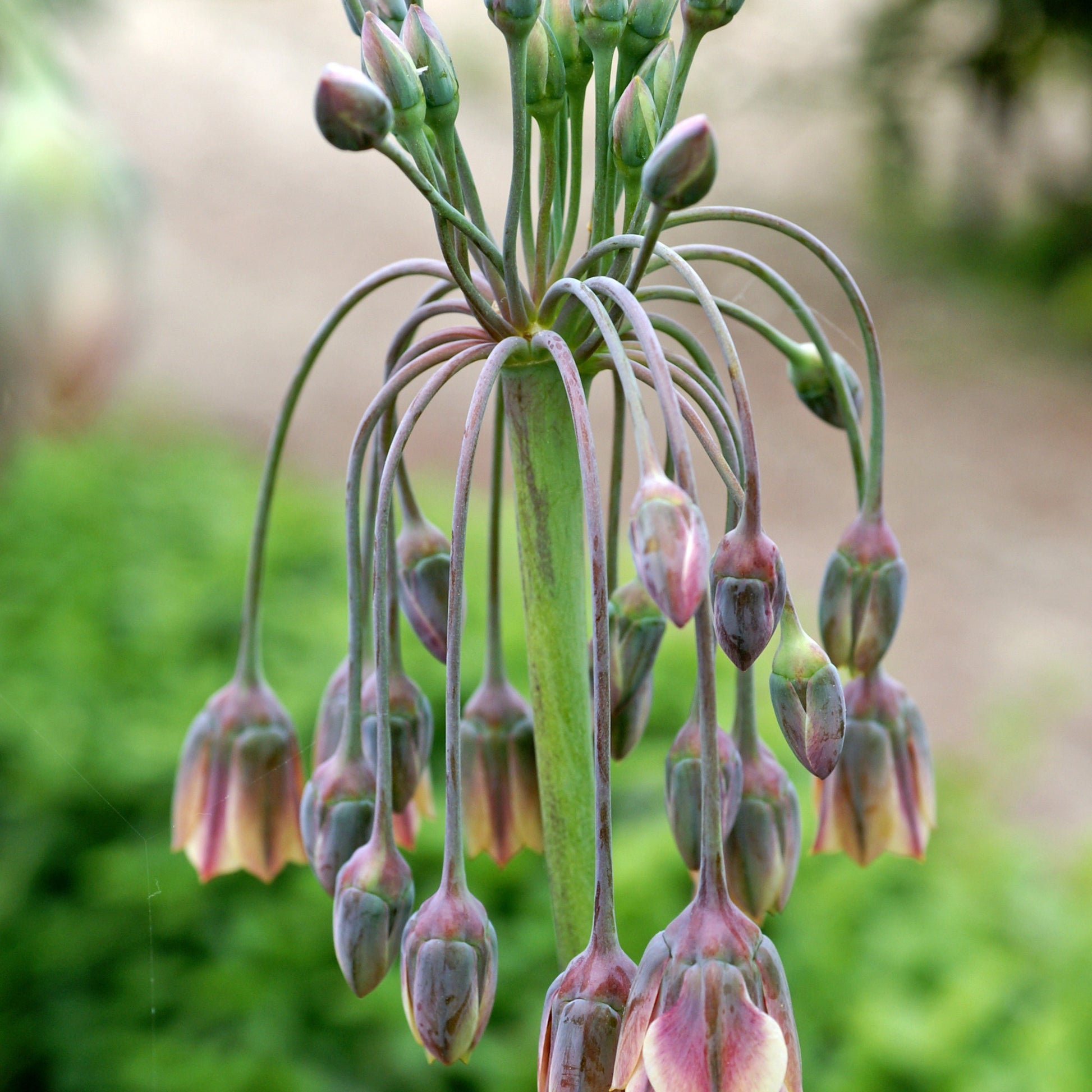 Verkauf Bulgarischer Lauch (x15) - Allium bulgaricum