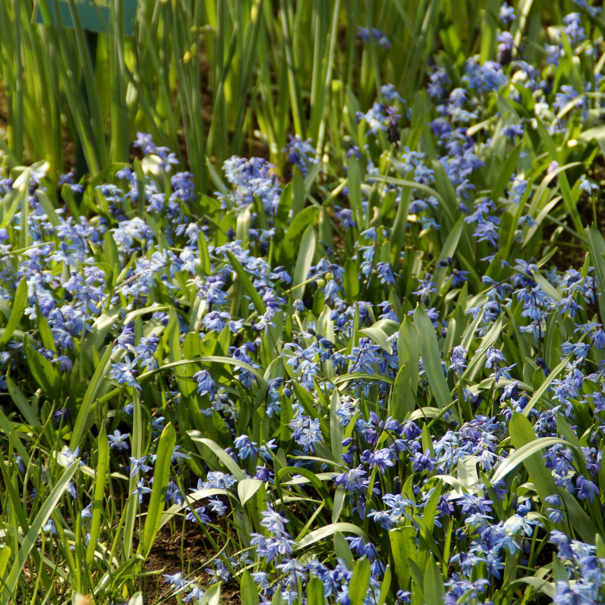 Sibirischer Blaustern - Frühlingszwiebeln - Bakker