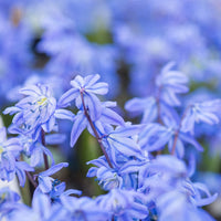 Verkauf Sibirischer Blaustern - Frühlingszwiebeln