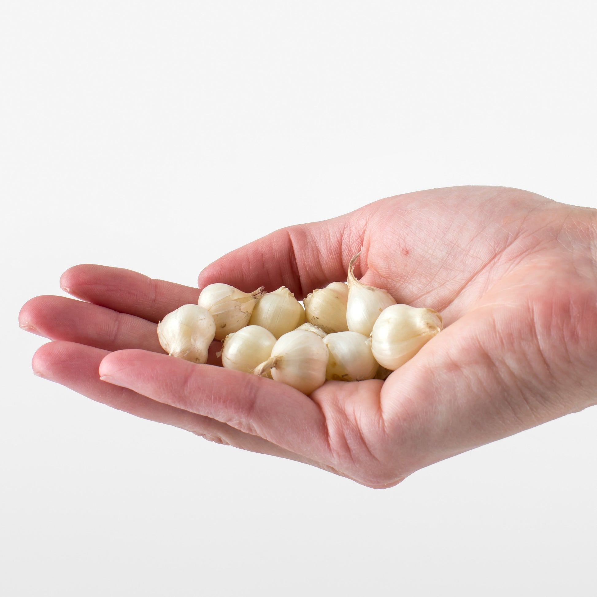 Allium-Zwiebeln - Kugellauch (x25) - Allium sphaerocephalon