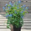 Lerchensporn Blue Line ® Couriblue - Bakker
