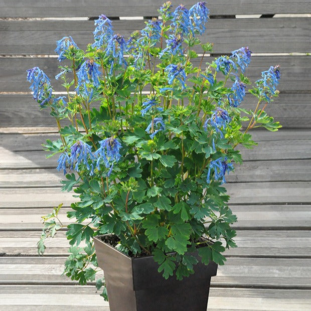 Lerchensporn Blue Line ® Couriblue - Corydalis x blue line ® ‘couriblue’ - Blühende Gartenstauden