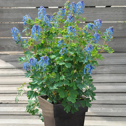 Lerchensporn Blue Line ® Couriblue - Corydalis x blue line ® ‘couriblue’ - Blühende Gartenstauden
