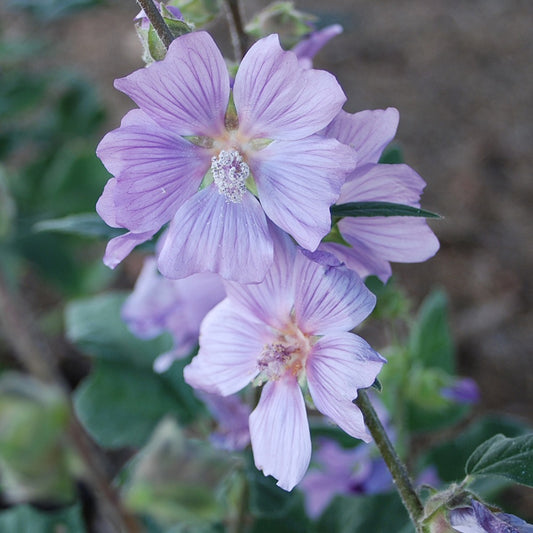 Buschmalve Blue Bird - Lavatera blue bird ® 'renlav' - Gartenpflanzen