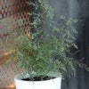 Eukalyptus France Bleu ® Rengun - Eucalyptus gunnii france bleu ® ’rengun’ - Pflanzeneigenschaften