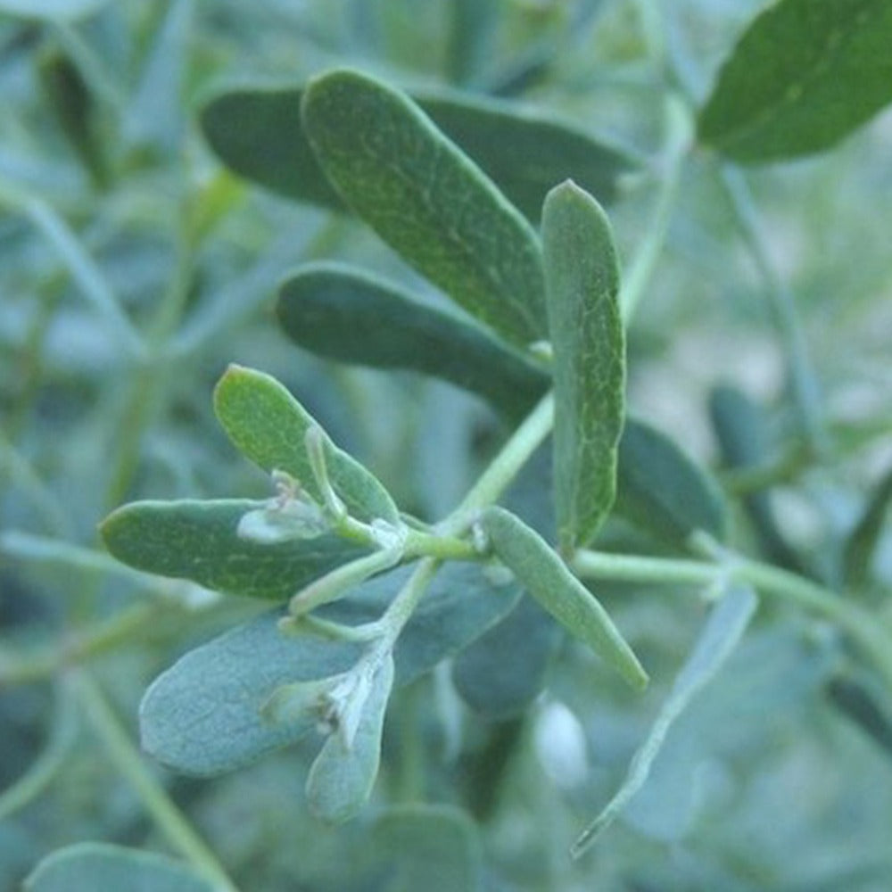 Eukalyptus France Bleu ® Rengun - Eucalyptus gunnii france bleu ® ’rengun’ - Pflanzeneigenschaften