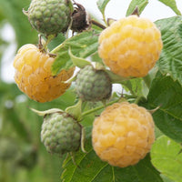 Himbeeren Fallgold - Rubus idaeus fallgold - Kleine Obstbäume