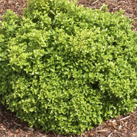 Klebsame Golf Ball - Pittosporum tenuifolium ‘golf ball’ - Gartenpflanzen