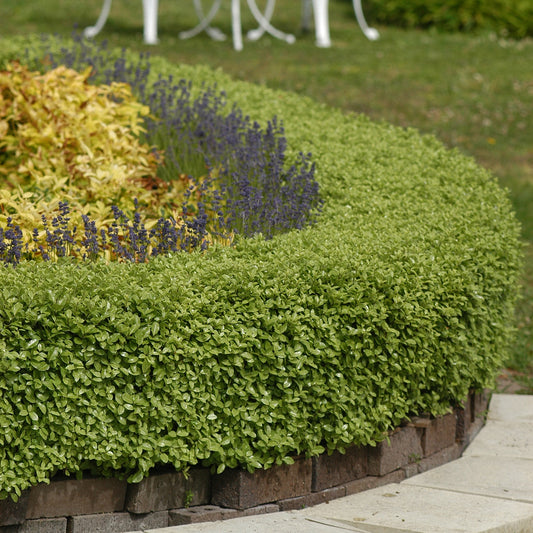 Klebsame Golf Ball - Bakker