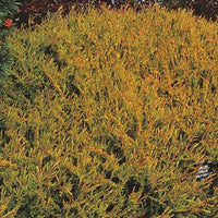 Besenheide Wickwar Flame - Calluna vulgaris wickwar flame - Beetpflanzen
