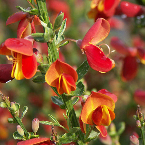 Besenginster Lena - Cytisus scoparius lena - Gartenpflanzen