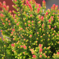 Sommerheide Spring Torch - Calluna vulgaris spring torch - Terrasse balkon