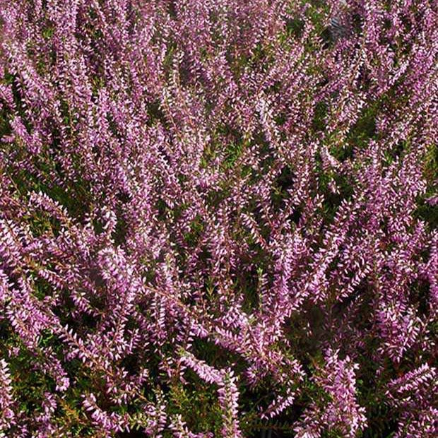 Heidekraut - Sommerheide Marlies - Calluna vulgaris marlies