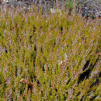Heidekraut Cuprea - Calluna vulgaris cuprea - Terrasse balkon