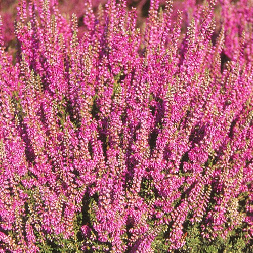 Heidekraut Darkness - Calluna vulgaris darkness - Terrasse balkon