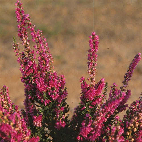 Heidekraut Darkness - Calluna vulgaris darkness - Heidekräuter