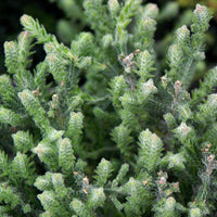 Heidekraut Silver Knight - Calluna vulgaris silver knight - Beetpflanzen