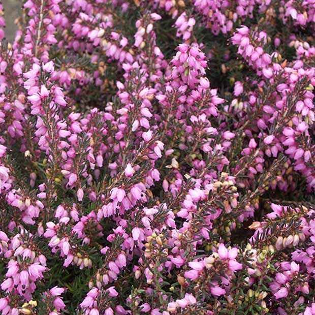 Winterheide Spring Surprise - Erica darleyensis spring surprise - Terrasse balkon