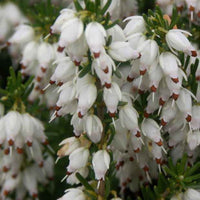 Schneeheide Springwood White - Erica carnea springwood white - Gartenpflanzen