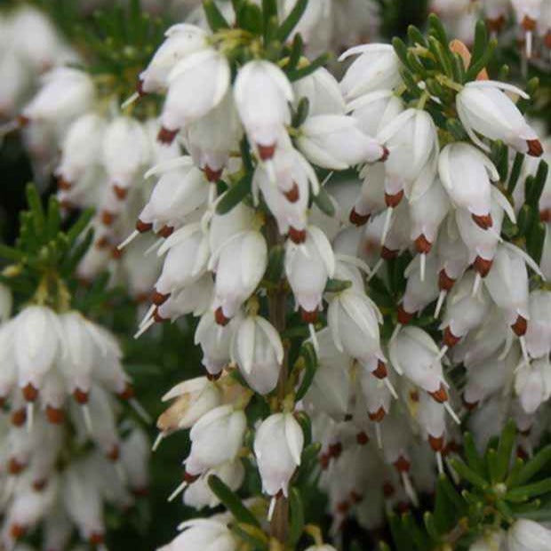 Schneeheide Springwood White - Bakker