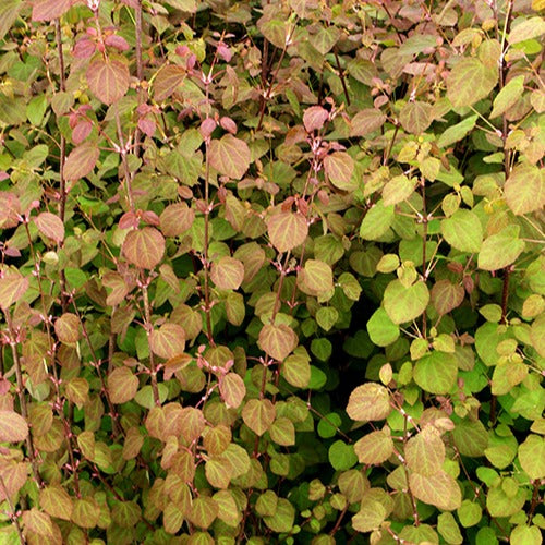 Kuchenbaum Katsura - Cercidiphyllum japonicum - Gartenpflanzen