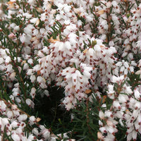 Winterheide Silberschmelze - Bakker