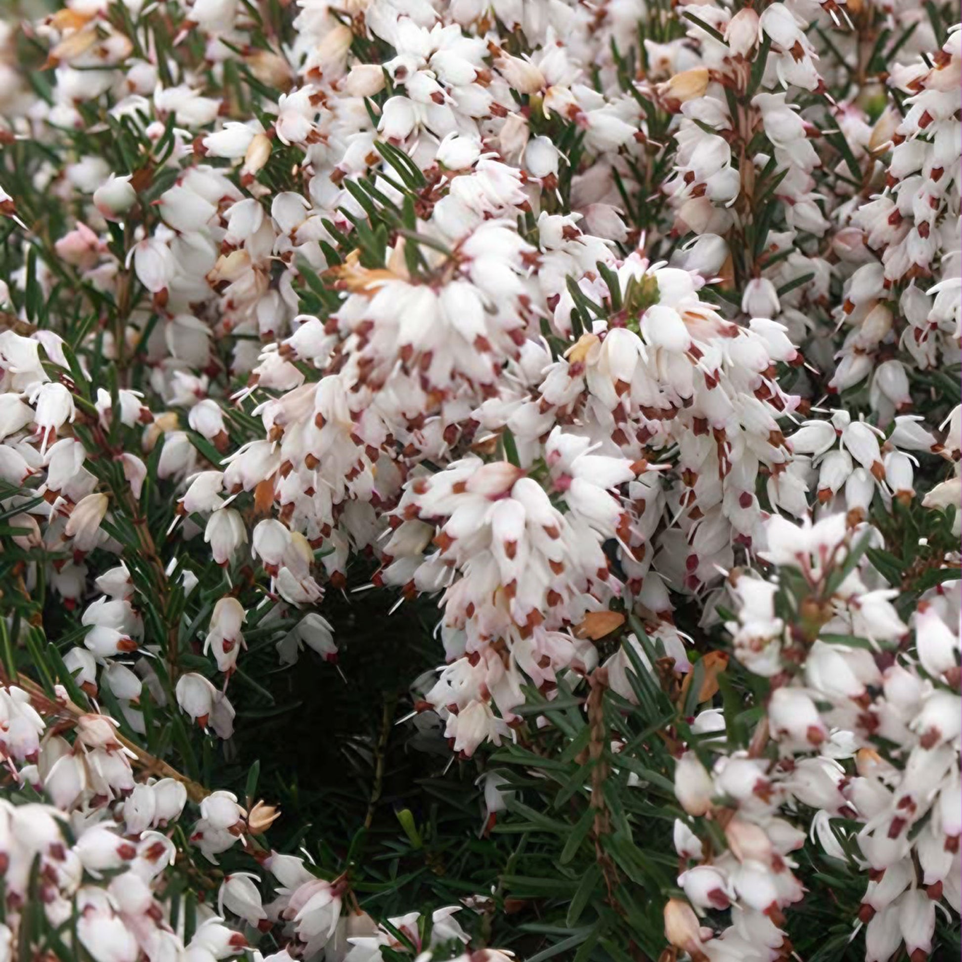 Winterheide Silberschmelze - Bakker