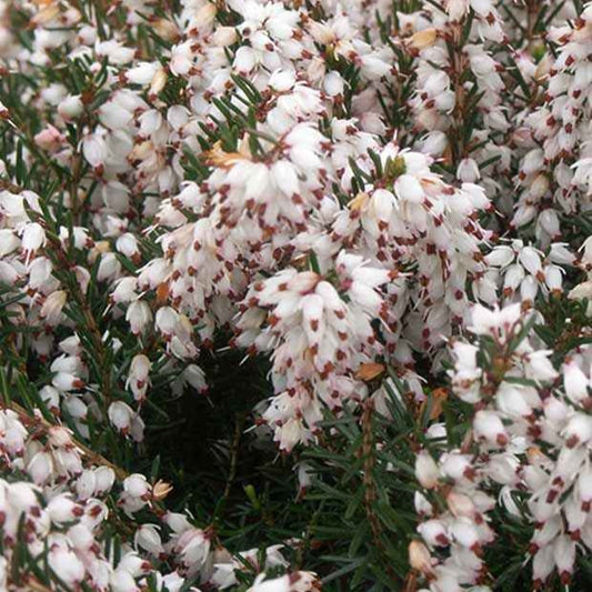 Winterheide Silberschmelze - Bakker