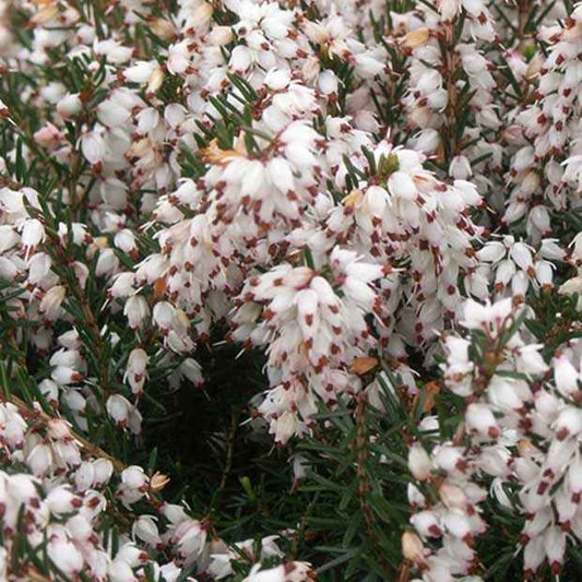 Winterheide Silberschmelze - Erica darleyensis silberschmelze - Terrasse balkon