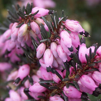 Verkauf Winterheide Lucie - Erica darleyensis Winter Belles ® Lucie