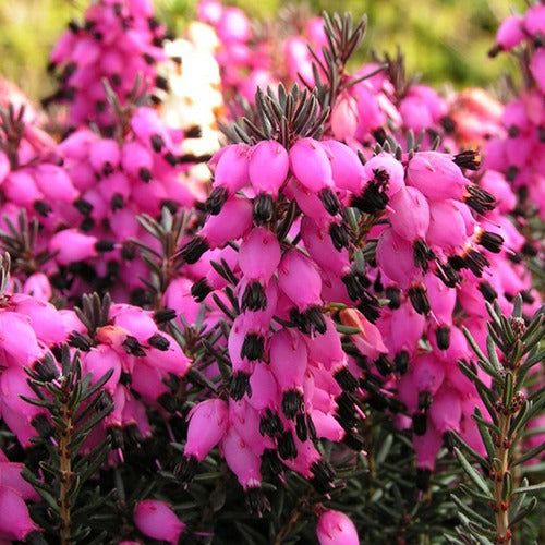 Erica darleyensis Winter Belles ® Lucie - Winterheide Lucie - Heidekraut