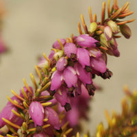 Winterheide Tylou - Bakker