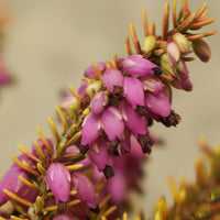 Winterheide Tylou - Erica darleyensis tylou - Terrasse balkon