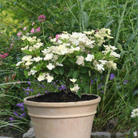 Rispenhortensie Prim White® Dolprim - Hydrangea paniculata prim 'white ® 'dolprim' - Gartenpflanzen