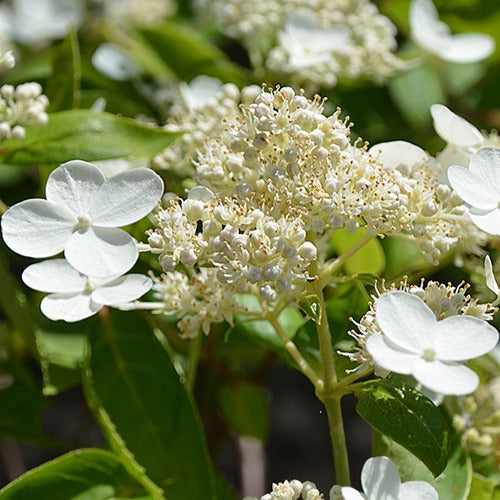 Rispenhortensie Prim White® Dolprim - Hydrangea paniculata prim 'white ® 'dolprim' - Pflanzensorten