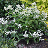 Rispenhortensie Prim White® Dolprim - Hydrangea paniculata prim 'white ® 'dolprim' - Hortensien