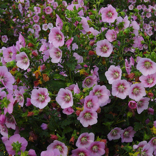 Kapmalve Miss Pinky - Anisodontea scabrosa miss pinky - Terrasse balkon