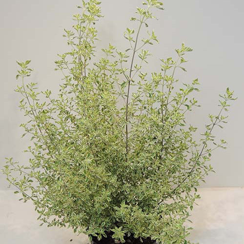 Australische Minze - Prostanthera ovalifolia variegata - Terrasse balkon